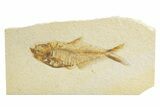 Detailed Fossil Fish (Diplomystus) - Wyoming #318684-1